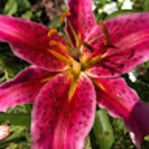 Meet your Posher, Cheryl